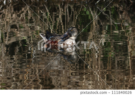Beautiful water surface landscape where shovelers swim Beautiful water surface landscape where shovelers swim 111840026