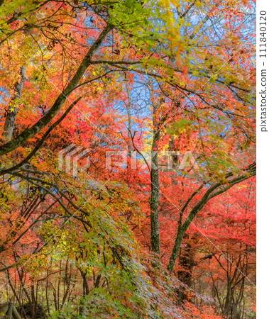 [長野縣]別墅區的紅葉 *輕井澤的自然風光 111840120