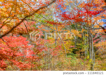 [長野縣]別墅區的紅葉 *輕井澤的自然風光 111840121