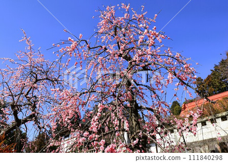 青梅市名門院的垂梅 青梅市名門院的垂梅 111840298