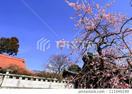 青梅市名門院的垂梅 青梅市名門院的垂梅 111840299