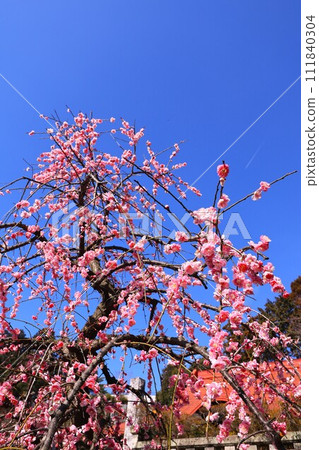 青梅市名門院的垂梅 青梅市名門院的垂梅 111840304