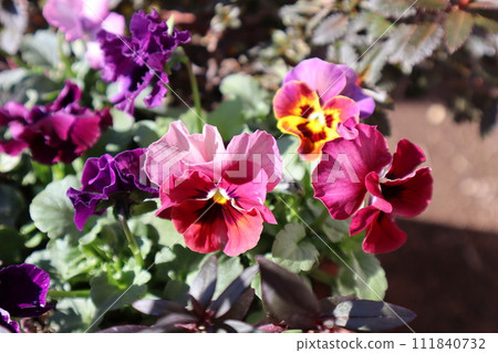 A group of apricot-colored pansies 111840732