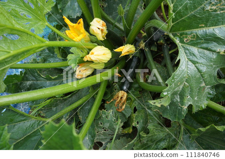 zucchini zucchini 111840746