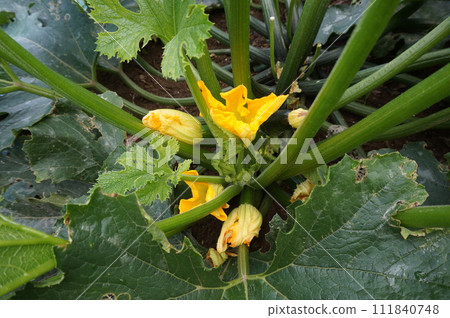 zucchini zucchini 111840748