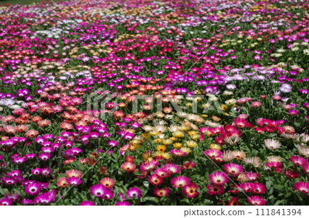 Hakata Bay Konoshima Island Park Flower Path Livingstone Daisy Hakata Bay Konoshima Island Park Flower Path Livingstone Daisy 111841394