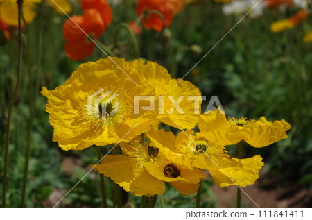 Hakata Bay Konoshima Island Park Flower Path Poppy 111841411