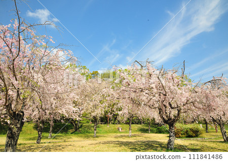 Cherry blossoms at Suigen Park Cherry blossoms at Suigen Park 111841486