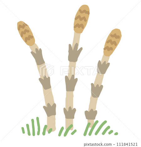 Horsetail illustration (no text) 111841521