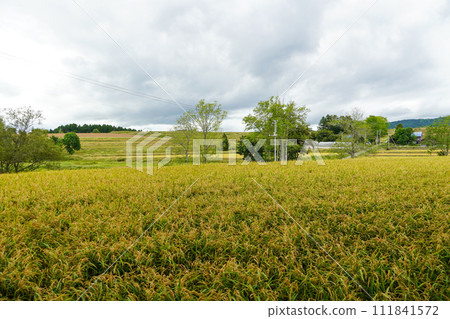 Paddy fields in Shinjo-cho, Ashibetsu City 111841572