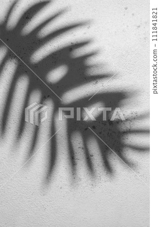 Shadow of a Fern Leaf Cast on a Textured White Wall During Daylight 111841821