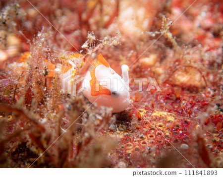 Kumadori Kaeru Ankou 111841893