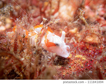 Kumadori Kaeru Ankou 111841894