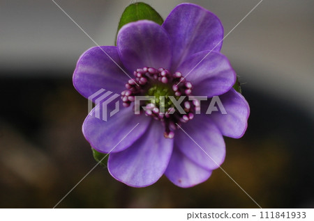 Yukiwarikusa mauve Yukiwarikusa mauve 111841933