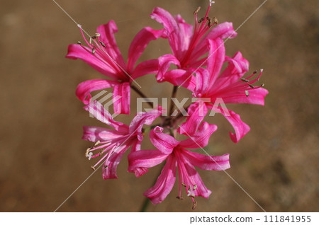 Nerine pink Nerine pink 111841955