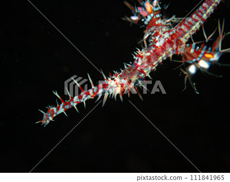 Nishiki Fulai Wow Nishiki Fulai Wow 111841965