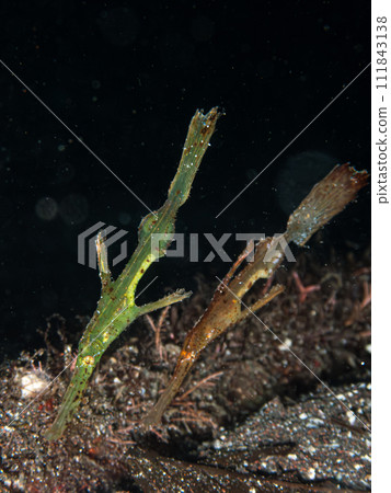 一對剃刀魚 一對剃刀魚 111843138