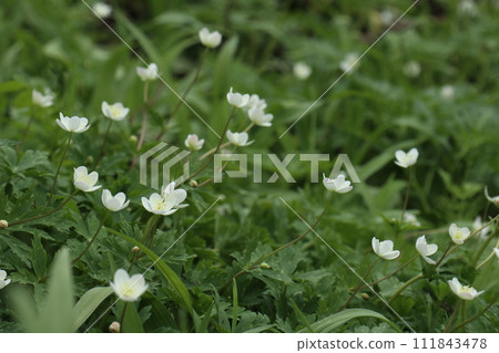 Spring Ephemeral, Nirinsou 111843478