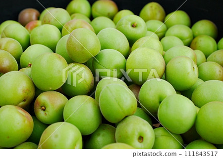 Koume fruit20230505 111843517