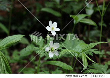 可愛的白花,二林莊 可愛的白花,二林莊 111843569