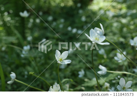 二林莊花一齊綻放 二林莊花一齊綻放 111843573