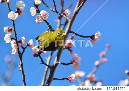 Mejiro and plum blossoms Mejiro and plum blossoms 111843751