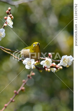 Mejiro和梅花 111843762