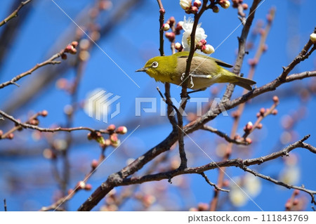 Mejiro and plum blossoms Mejiro and plum blossoms 111843769
