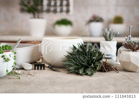 Aloe Aristata house plant rooted cutting for planting on a table indoors Aloe Aristata house plant rooted cutting for planting on a table indoors 111843813