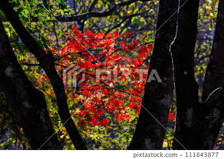 Autumn leaves maple 111843877