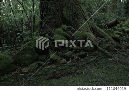 Forest road deep in the mountains 111844019