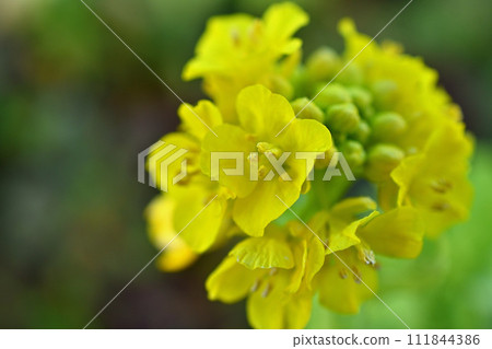 油菜花在春光下熠熠生輝 油菜花在春光下熠熠生輝 111844386