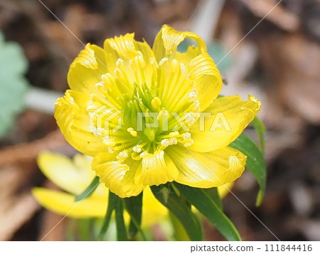 Yellow settsubunsou Yellow settsubunsou 111844416