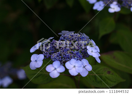 White hydrangea 111844532
