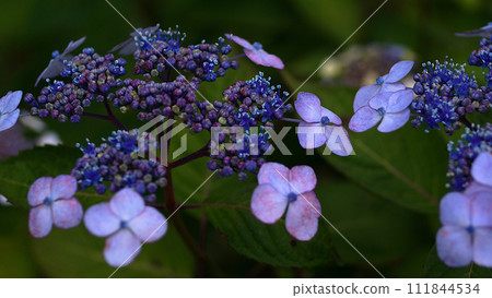 Blue hydrangea 111844534