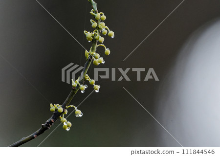 Citrus scent: buds of Aomoji, Lauraceae Citrus scent: buds of Aomoji, Lauraceae 111844546