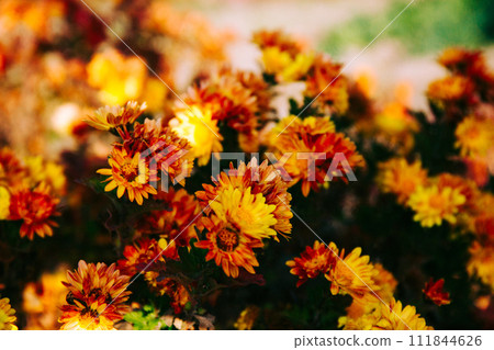 Yellow flower Yellow flower 111844626