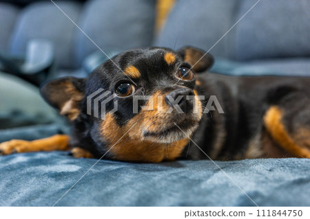 Small dog (Chihuahua minipin) sleeping on the sofa 111844750