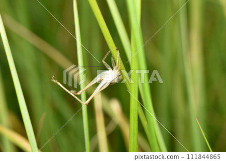 An old shed grasshopper skin hangs on the grass. An old shed grasshopper skin hangs on the grass. 111844865