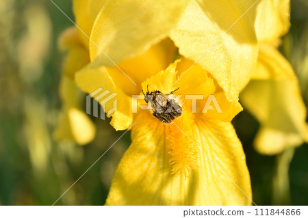 Yellow iris flower and a beetle sitting on the petals. Yellow iris flower and a beetle sitting on the petals. 111844866