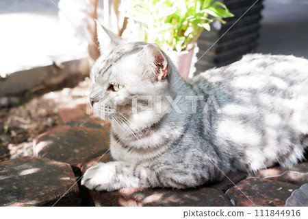 adorable cute cat as a background 111844916