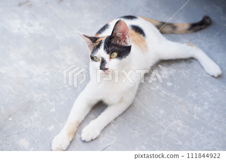 adorable cute cat as a background adorable cute cat as a background 111844922