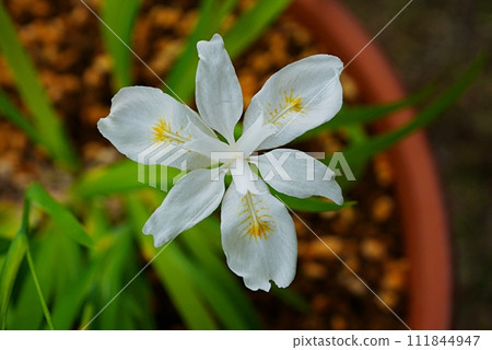 White Himeshaga 20230403 White Himeshaga 20230403 111844947