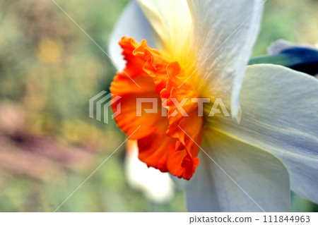 White daffodil with an orange funnel center. White daffodil with an orange funnel center. 111844963