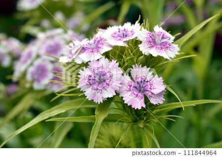 Garden carnation or Turkish carnation, the flower is white with lilac stripes. 111844964