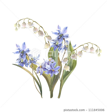 Watercolor Spring flowers bouquet. Blue Scilla flowers, lily isolated on white background. Forest flowers liverwort, scilla, coppice. Illustration of delicate lilac flowers 111845006