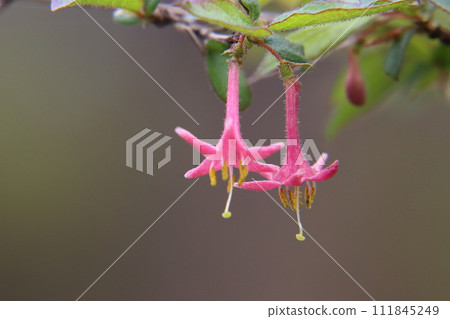 Ugugu Kagura flower 111845249