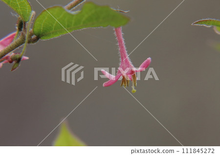 烏古古神樂花 烏古古神樂花 111845272