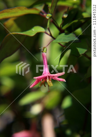 Ugugu Kagura flower Ugugu Kagura flower 111845312