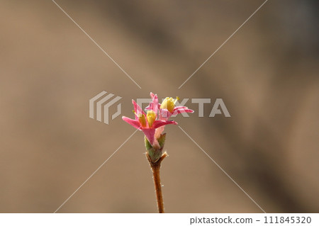 烏古古神樂花 111845320